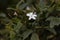 Flowers of Spanish jasmine Jasminum grandiflorum