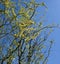 Flowers spherical willow