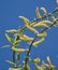 Flowers spherical willow