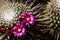 Flowers of a spiny pincushion cactus, Mammillaria spinosissima