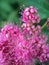 The flowers Spiraea Billard macro colorful image