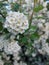 Flowers Spiraea vanhuttei close up. The Bride's bush, Spiraea vanhuttei, flowers of white color close up with focal