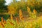 Flowers spirea in the evening in autumn