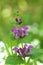 flowers of Spotted Deadnettle (Lamium maculatum)