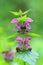Flowers of Spotted Deadnettle (Lamium maculatum)