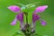 Flowers of Spotted Deadnettle (Lamium maculatum)