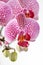 Flowers of a  spotted elegant orchid of the genus phalaenopsis Leopard Prince on a light background.