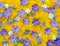 Flowers spring background