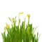 Flowers spring bloom daffodils isolated white