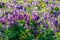 Flowers of spring fumewort. Corydalis solida