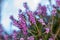 Flowers Spring Heath forest Erica carnea