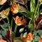 Flowers of Spring orange tulips, eucalyptus, herbs background. Seamless pattern.