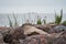 flowers sprouted through the granite stones against the backdrop of the sea fortress. northern landscape