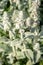 Flowers of stachys of byzantine with green soft leaves in the ga