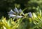 Flowers of star gentian closeup