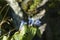 Flowers of star gentian closeup