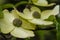 Flowers of Starlight Hybrid Dogwood Cornus kousa x nuttallii `KN4