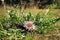 Flowers of Stemless Carline Thistle