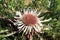 Flowers of Stemless Carline Thistle