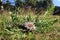 Flowers of Stemless Carline Thistle