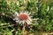 Flowers of Stemless Carline Thistle