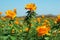 Flowers in the steppe in spring