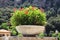 Flowers in a stone flowerpot on a mountain landscape