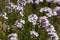 Flowers of the stonecress Aethionema grandiflorum