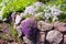 Flowers and stones in garden on alpine slide