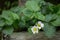 Flowers strawberries in garden