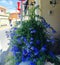 Flowers streets Greece