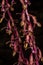 Flowers of Striped Coralroot