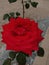 flowers stunning look red rose