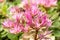 Flowers succulent stonecrop Sedum Close-up of small pink Sedum stonecutter flowers, in the family of Crassula and succulent plants