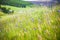 Flowers on summer green background in holiday scenery