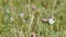 Flowers in summer meadow bending by the wind with white cabbage white butterfly
