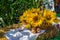 Flowers of a sunflower in a basket, on a straw bale, against a background of a field of corn