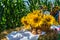 Flowers of a sunflower in a basket, on a straw bale, against a background of a field of corn