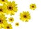 Flowers sunflower on white. Floral background