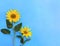 Flowers sunflowers on blue paper background with space for text. Top view, flat lay