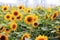 Flowers sunflowers on a city backdrop