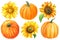 Flowers sunflowers and pumpkins on a white background, hand-drawn. Watercolor illustration, autumn harvest