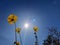 Flowers sunshine owenspeak California Mojavedesert