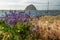 Flowers, Super Bloom Season at Morro Bay State Park