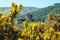 Flowers Surrounding a View of Eilean Donan Castle