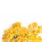 Flowers of Sweet Osmanthus on a white background