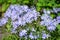 Flowers of the Sweet William phlox Phlox divaricata L