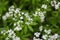 Flowers of sweetscented bedstraw (Galium odoratum)