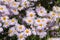 Flowers of Symphyotrichum novae-angliae syn. Aster novae-angliae or New England aster