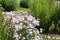 Flowers of Symphyotrichum novae-angliae syn. Aster novae-angliae or New England aster in garden design